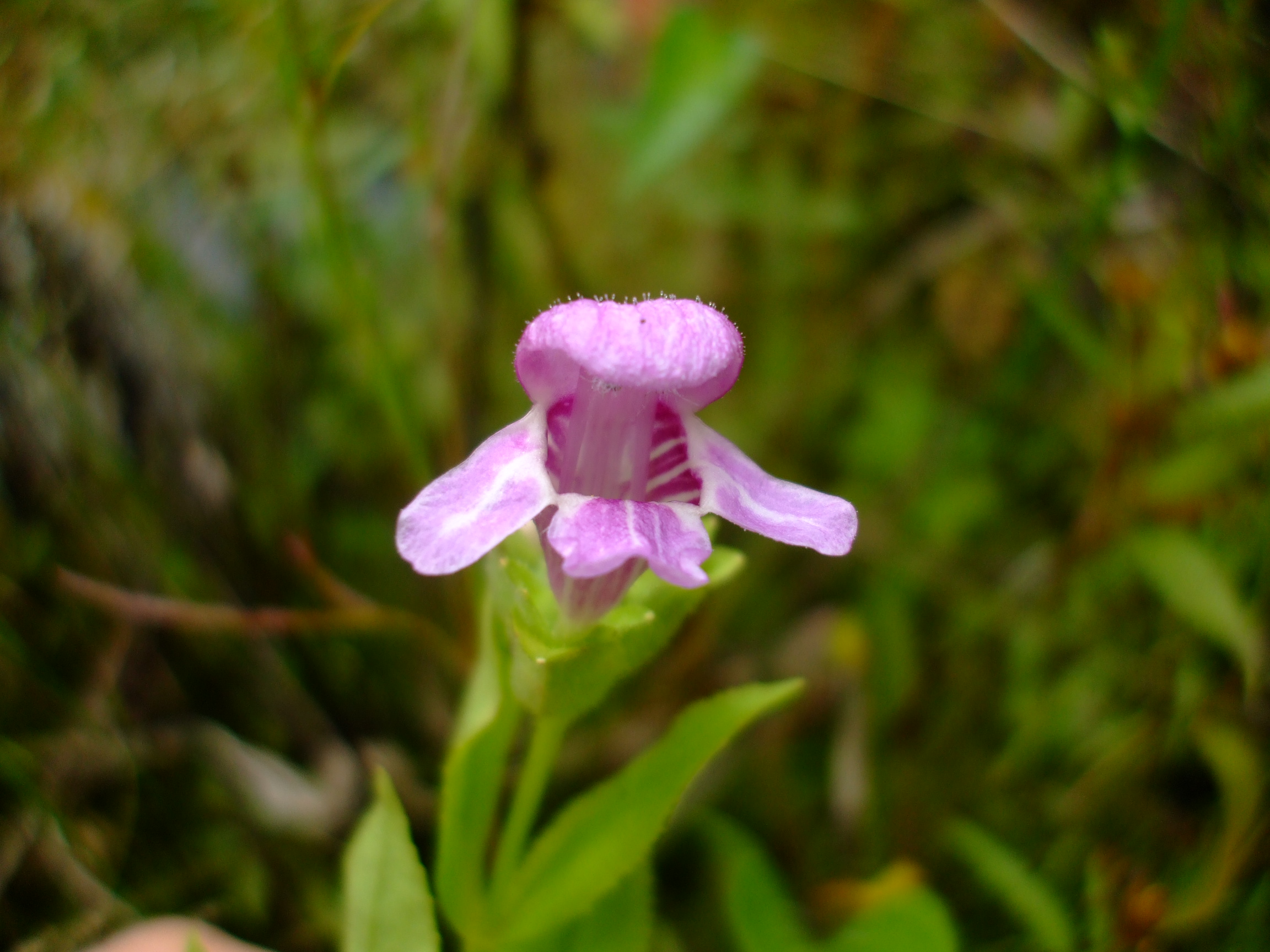 Macbridea caroliniana
